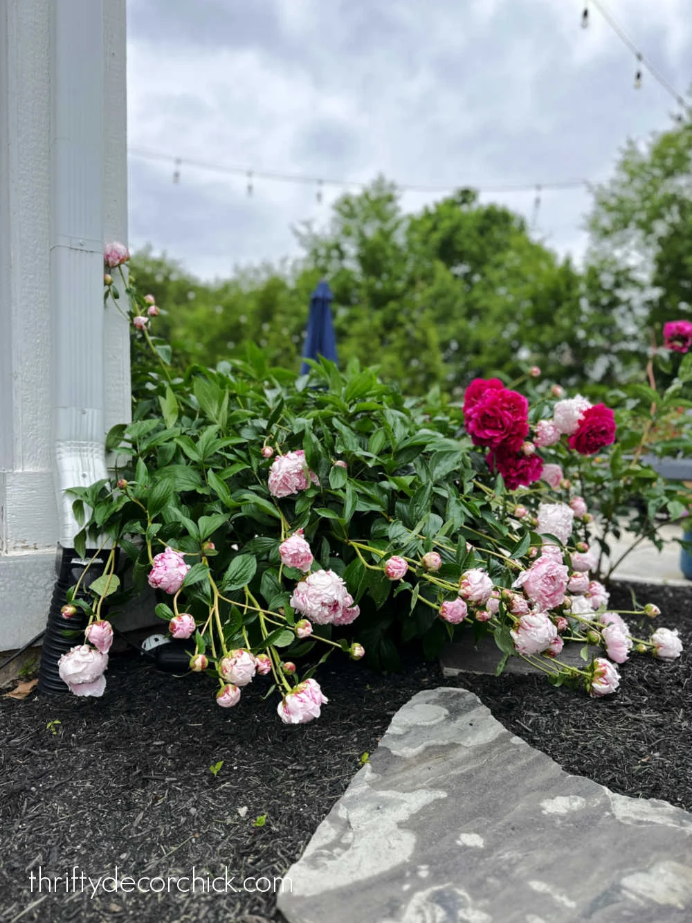 drooping peony stems on ground